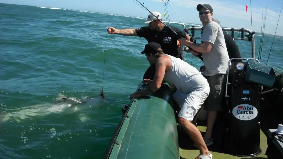 pesca deportiva de tiburones - Qué se obtiene de los tiburones