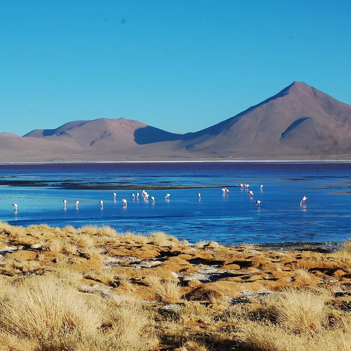 Laguna colorada de potosí: tesoro natural en bolivia