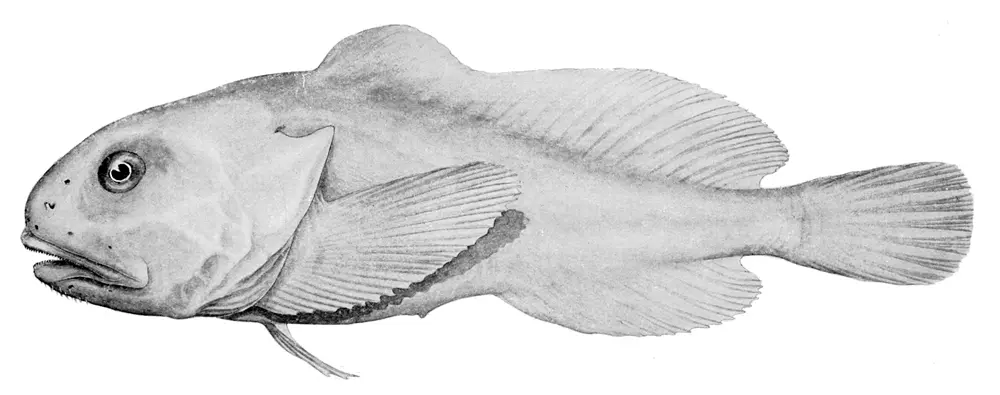 pescado feo - Qué significa el pez borrón