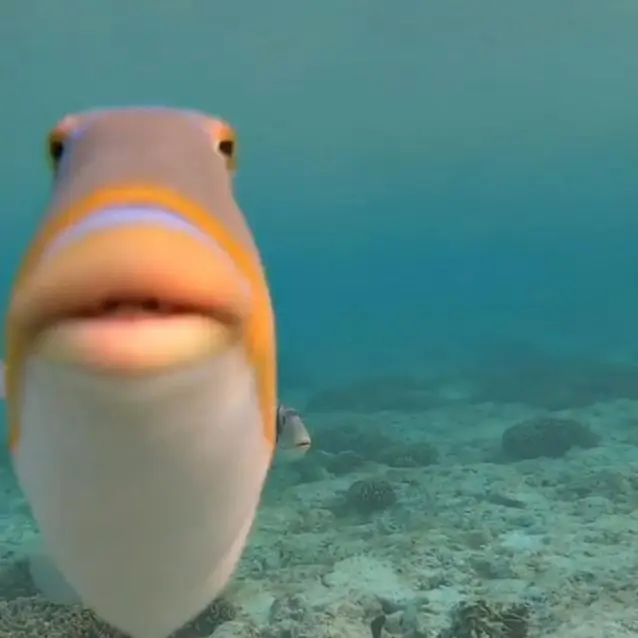 La cara de pescado meme: significado y origen