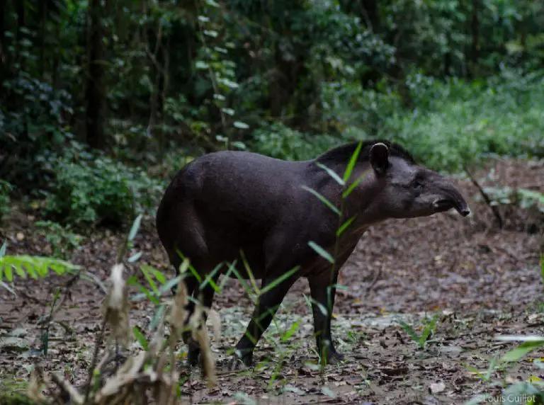 cazando tapir - Qué significa sachavaca