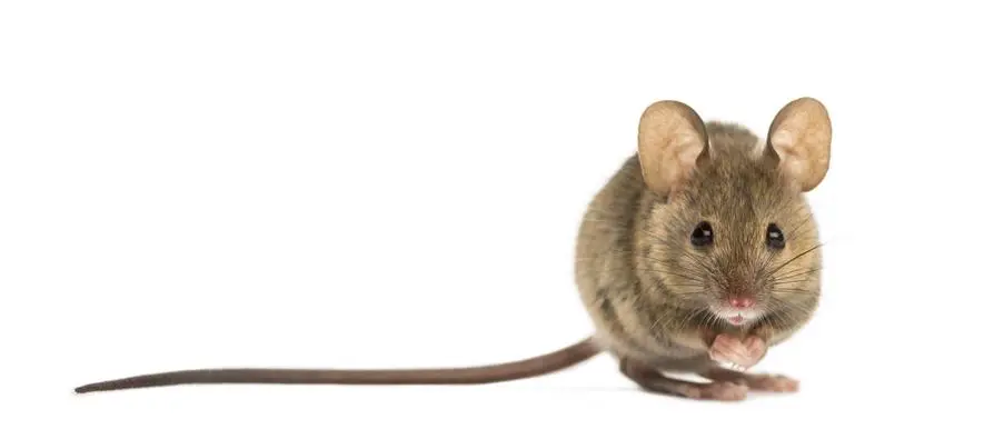 soñar gato cazando raton - Qué significa soñar con un ratoncito gris