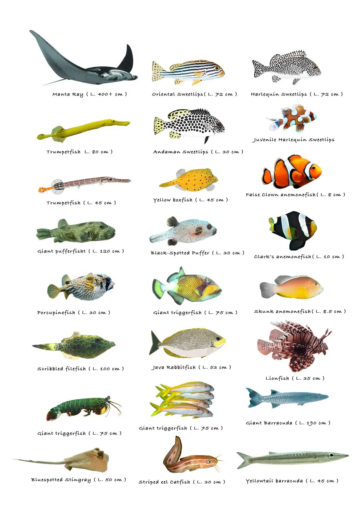 10 nombres de pescados en inglés - Qué son los peces en inglés
