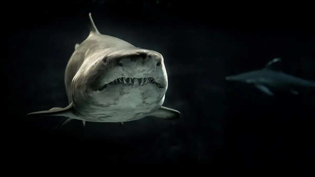 tiburon blanco cazando - Qué tiburón ataca más a humanos