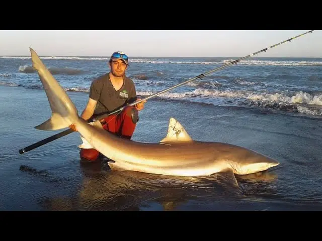 pesca de tiburon en bahia san blas - Qué tiburones hay en Bahía San Blas