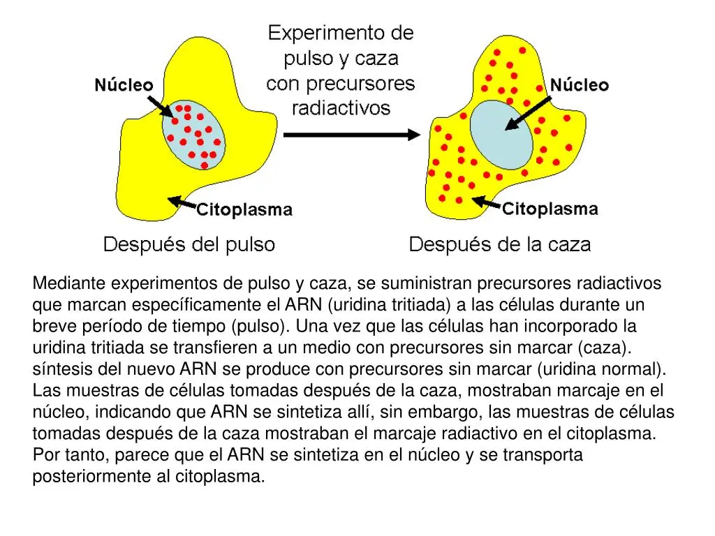 pulso y caza - Qué tiene que ver el ADN con las proteínas