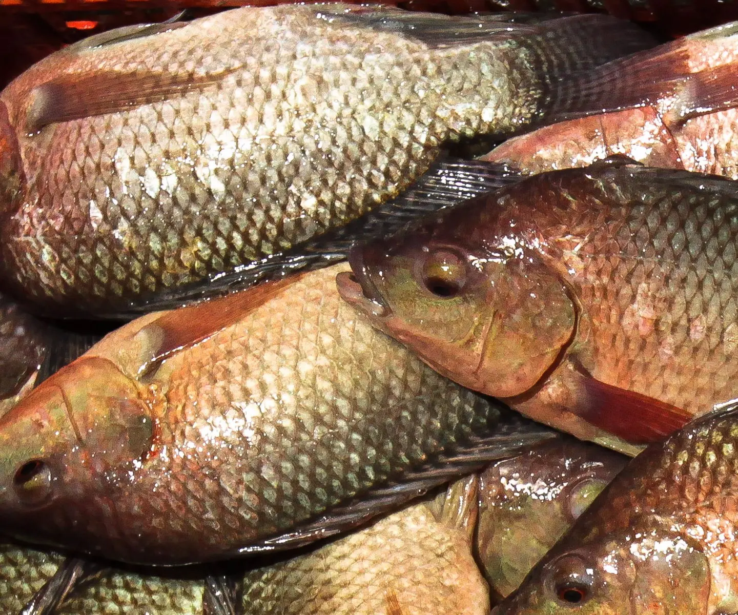 escamas de pescado - Qué tipo de escamas tienen los peces