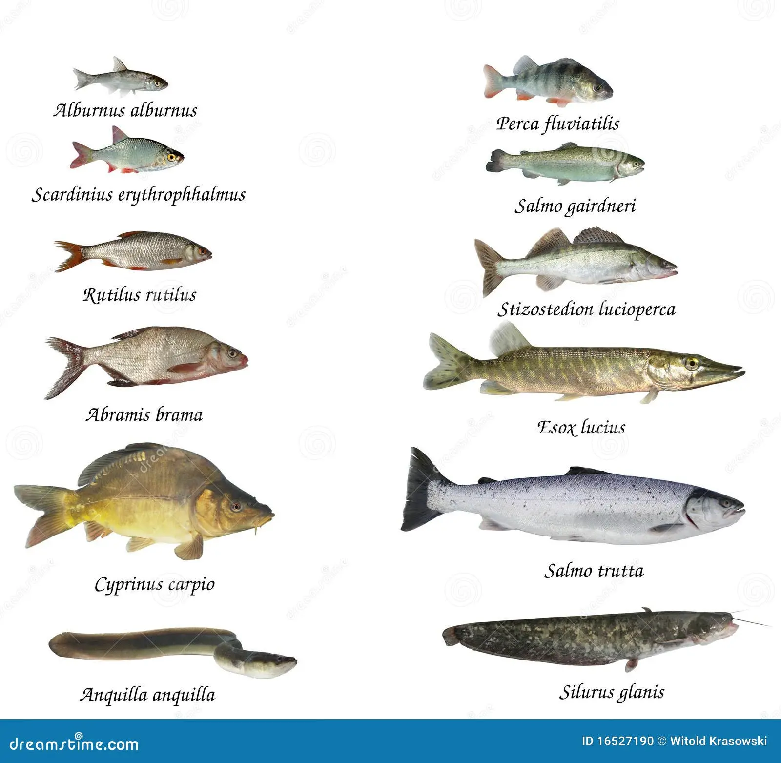 pescado de lago - Qué tipo de peces hay en un lago