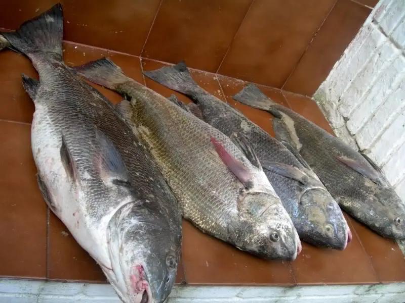 pescados uruguay - Qué tipo de peces hay en Uruguay