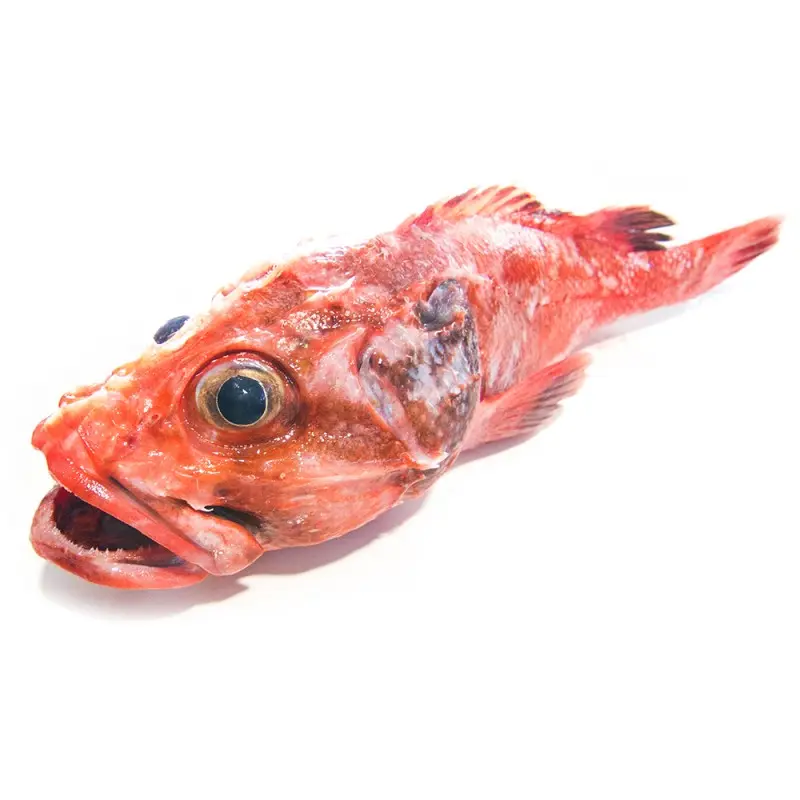 cabracho pescado - Qué tipo de pescado es el cabracho