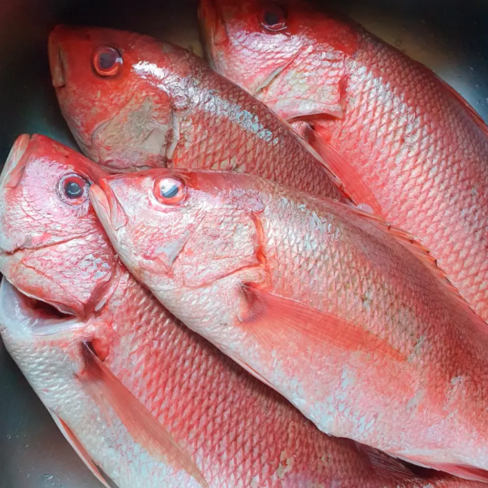 pescado huachinango precio - Qué tipo de pescado es el huachinango