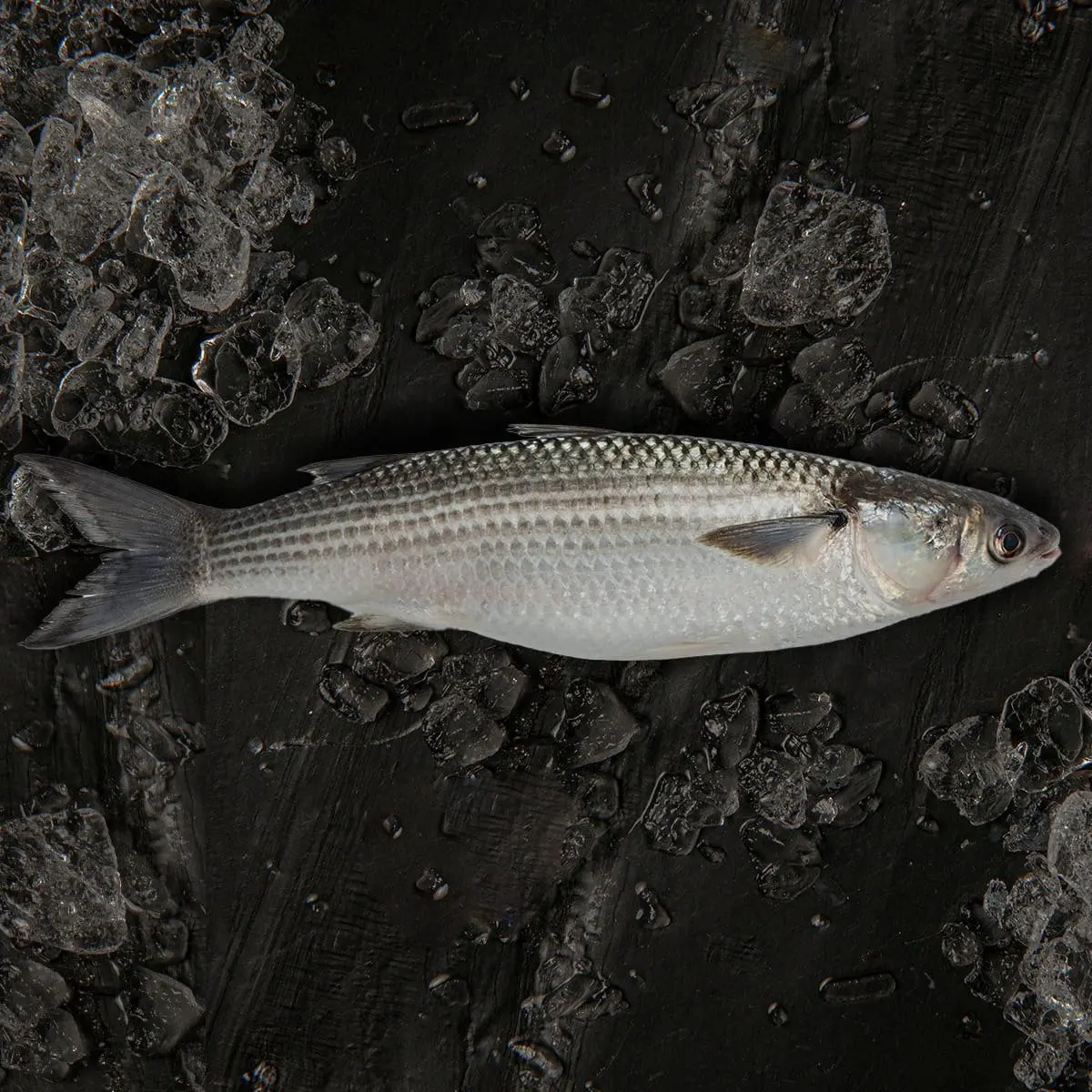 El mújol: un pescado versátil y saludable