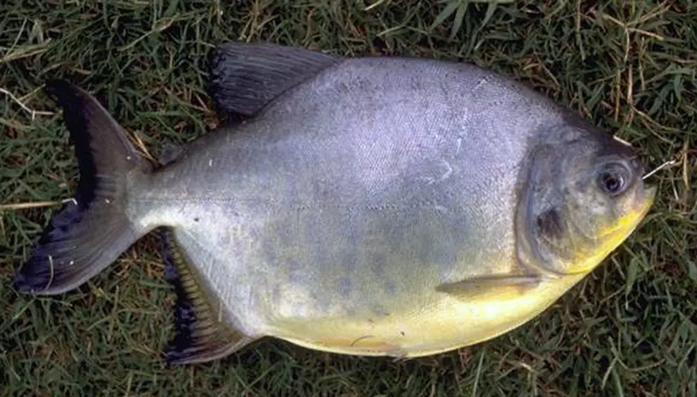pescado pacu caracteristicas - Qué tipo de pescado es el pacú