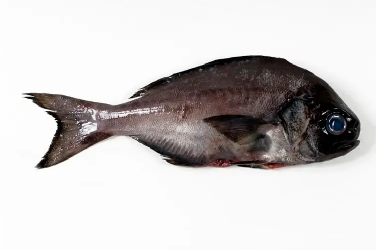 pampano pescado - Qué tipo de pescado es el pámpano