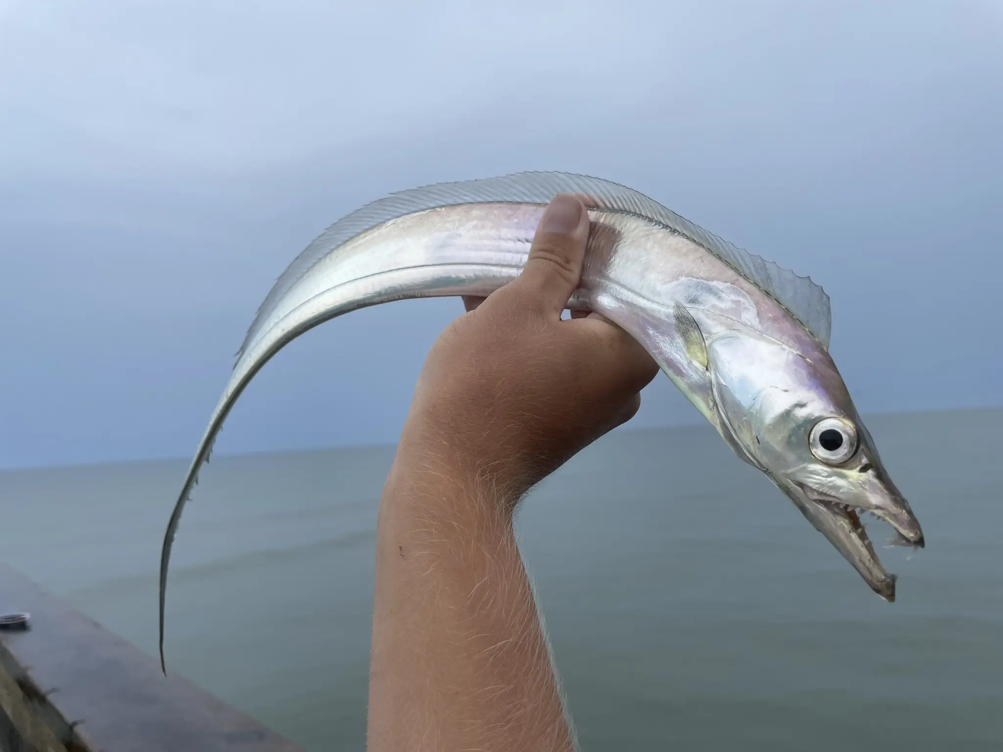 sable pescado - Qué tipo de pescado es el sable