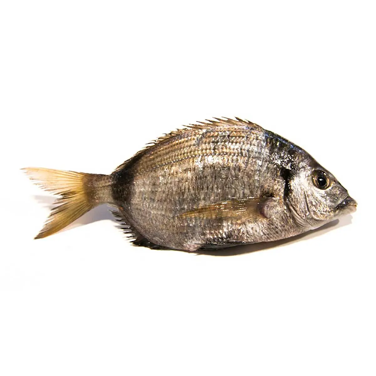 pescado sargo precio - Qué tipo de pescado es el sargo