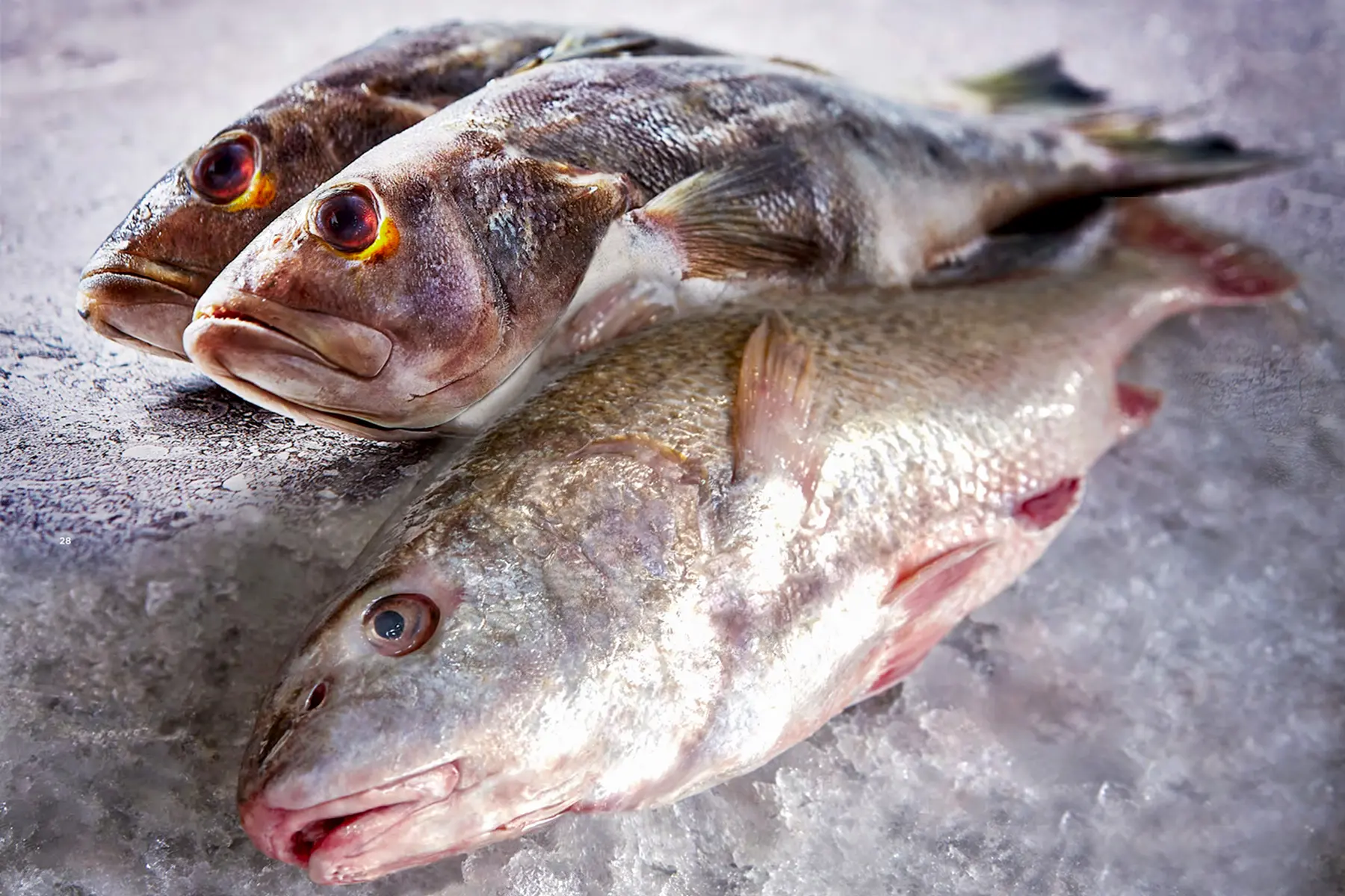 pescados del golfo - Qué tipos de peces hay en el Golfo de México