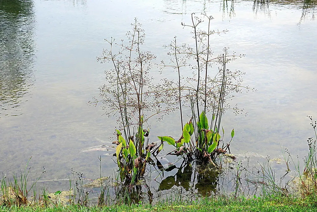 vegetacion de lagunas - Qué vegetación hay en el agua