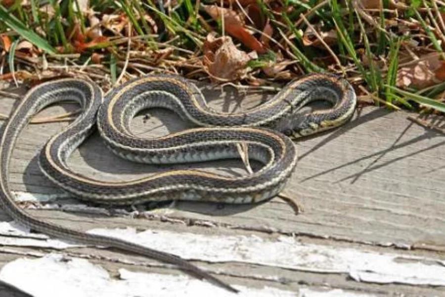 como cazar culebras - Qué veneno ahuyenta las serpientes