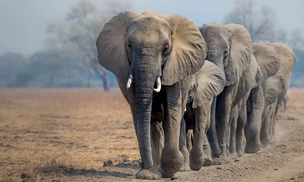 caza furtiva de elefantes - Quién caza furtivamente elefantes