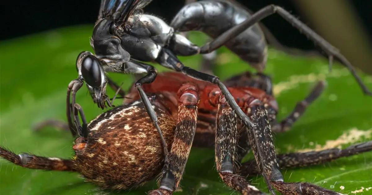 avispas caza tarántulas - Quién gana una araña o una avispa