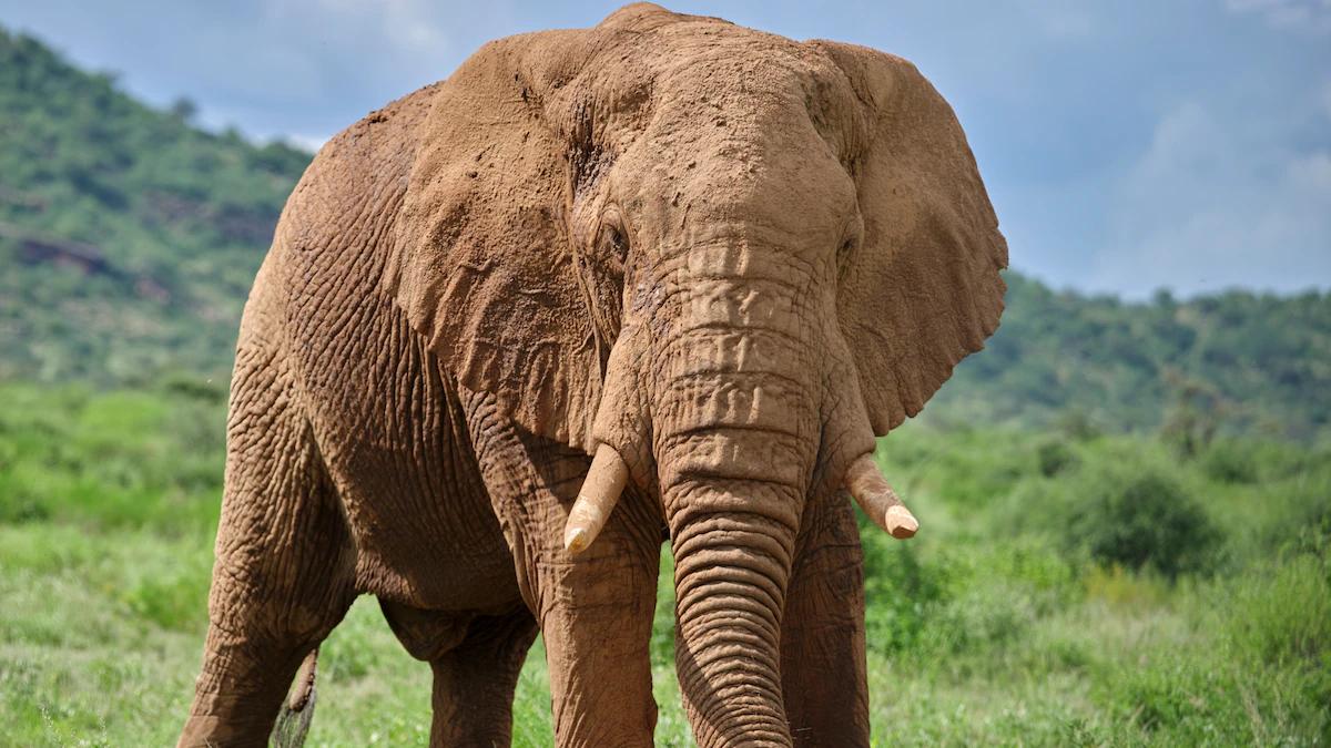 caza furtiva de elefantes - Todavía se cazan elefantes furtivamente